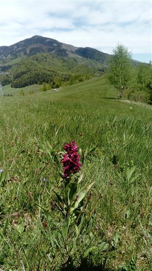 Dactylorhiza sambucina