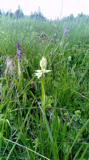 Orchis mascula subsp. signifera