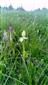 Orchis mascula subsp. signifera