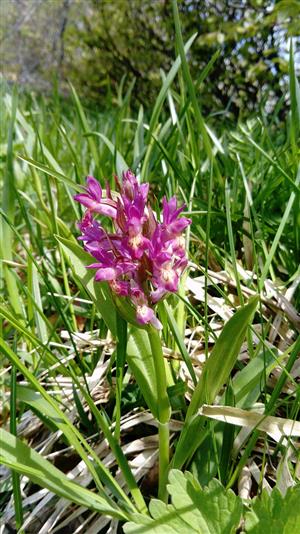 Dactylorhiza sambucina