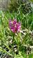 Dactylorhiza sambucina