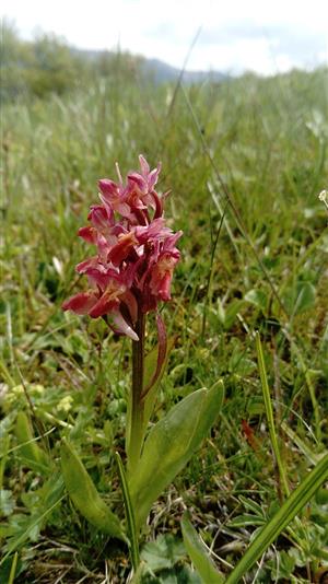 Dactylorhiza sambucina