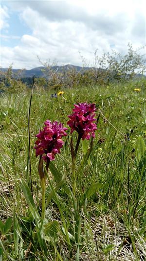 Dactylorhiza sambucina