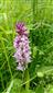 Orchis mascula subsp. signifera