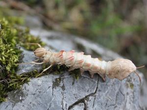 Stauropus fagi