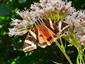 Callimorpha quadripunctaria, foto:Apfelova