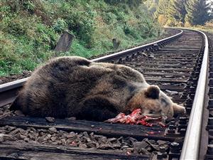 Medved hnedy po zrazke s vlakom, foto Apfelová