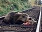 Medved hnedy po zrazke s vlakom, foto Apfelová