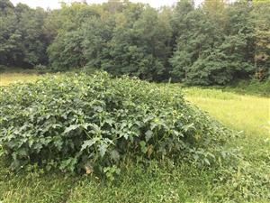 Datura stramonium