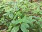 Impatiens parviflora