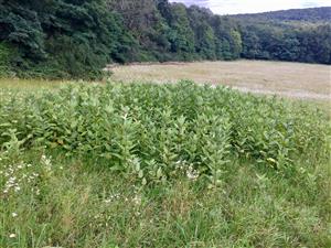 Asclepias syriaca 7