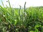 Spiranthes spiralis