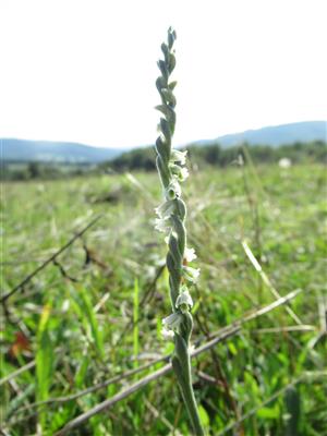 Spiranthes spiralis