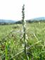 Spiranthes spiralis