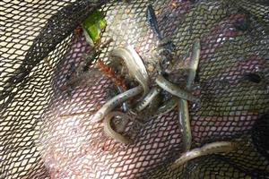 Cobitis elongatoides