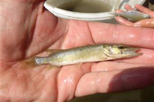 Esox lucius