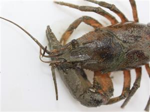 Orconectes limosus
