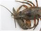 Orconectes limosus
