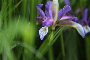 Iris graminea