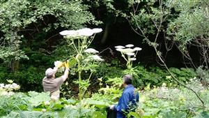 Heracleum mantegazzianum