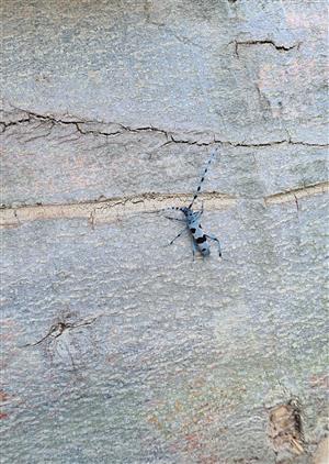 Rosalia alpina