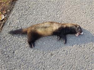 Mustela eversmanii
