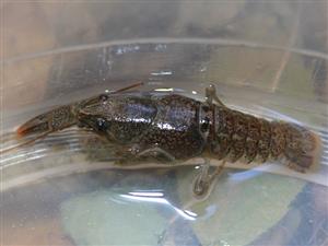Austropotamobius torrentium