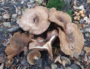 cechracka podvinutá
