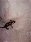 Salamandra salamandra