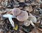 Tricholoma albobrunneum (syn.)