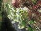 Euphorbia marginata (syn.)