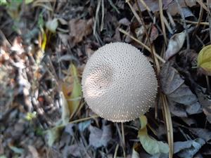 Lycoperdon sp.