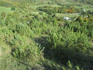 Juniperus communis