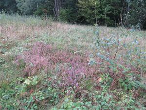 Calluna vulgaris 