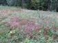 Calluna vulgaris 