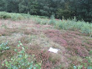 Calluna vulgaris 