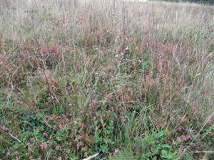 Calluna vulgaris 