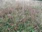Calluna vulgaris 