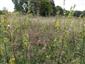 Calluna vulgaris 