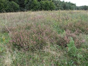 Calluna vulgaris 