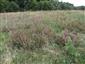 Calluna vulgaris 