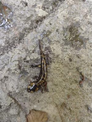 Salamandra slamandra - juvenil