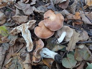 Hebeloma sp.