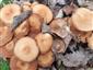 Kuehneromyces mutabilis