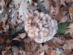 Armillaria sp.