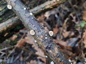 Crepidotus sp.