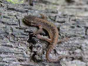 Triturus vulgaris