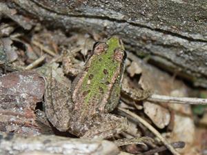 Rana sp. /esculenta ?/