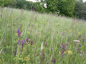 Orchis morio v poraste