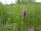 Dactylorhiza majalis